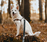 Trilhos, trelas e muitas patas. A cão-minhada está de volta a Oeiras! 