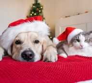 Um animal não é um presente de Natal. Porque deve evitar adoções por impulso durante esta época