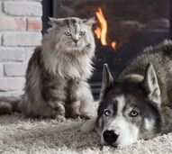 Pele seca, comichão e pelo baço. Como é que o inverno afeta os nossos cães e gatos