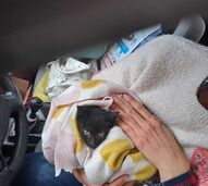 Um milagre de Natal! Gatinho bebé é resgatado de motor de carro em Braga