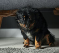 Tenha uma passagem de ano sem traumas. Prepare o seu animal para os fogos de artifício