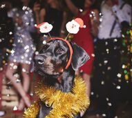 Há sempre alternativas! Como pode festejar o Ano Novo sem assustar os seus animais?