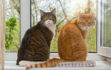 Os gatos são mais faladores com homens? Um novo estudo sugere que sim