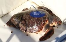 Tartaruga Salina reabilitada no Zoomarine percorre 9 mil km do Guadiana ao Mediterrâneo