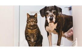 Devemos comunicar com os nossos pets como se eles fossem humanos? Perceba o que diz a ciência sobre isso