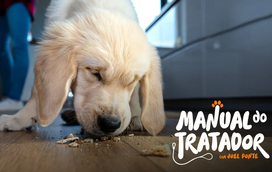 O seu cão tem a "mania" de comer tudo o que vê na rua? Temos algumas dicas para si!