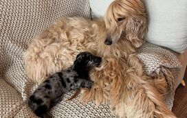 A história de 'David e Golias': galgo afegão foge de irmão 'salsicha' e vídeo torna-se viral