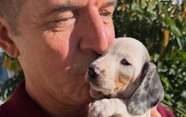 João Baião dá as boas-vindas a um novo patudo da sua família animal! Conheça o novo amigo que já está na quinta do apresentador