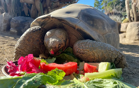 Morreu Gramma, a tartaruga que tinha 141 anos e atravessou duas guerras e duas pandemias