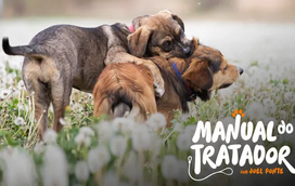 O seu cão está na fase de "adolescência"? Conheça os principais desafios e como contorná-los