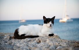 Adora gatos e está disposto a mudar de vida? Um santuário na Grécia procura um cuidador para 55 felinos e até tem o alojamento incluído