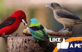 Divas emplumadas e estrelas com mau feitio! Prepare-se para o novo episódio de "Like a Pet"