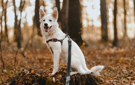 Quer passar uma manhã diferente com o seu patudo? A Cão-minhada está de volta a Oeiras e as vagas são limitadas