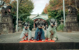 Que fofice! Festival tradicional japonês é reinventado para cães em quimono, que recebem bênção especial dos donos