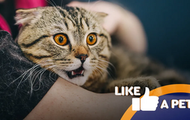 Nem os animais estão a salvo de um bom susto. Veja aqui os mais divertidos e 'assustadores'!