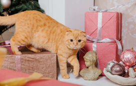 Brinquedos ou petiscos? Espreite aqui 6 ideias de presentes de Natal para mimar o seu patudo