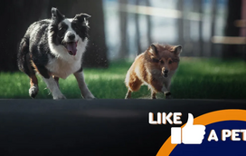 Missão impossível! Estes animais acham que são verdadeiros agentes secretos