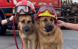 Charlie e Óscar são as estrelas do quartel de Areosa e os protagonistas do colendário da associação de bombeiros que está a encantar o País