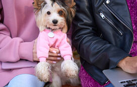 Nem as marcas de luxo lhes resistem! 2025 foi o ano em que Louis Vuitton, Vogue, Dolce & Gabbana e Adidas se renderam aos patudos