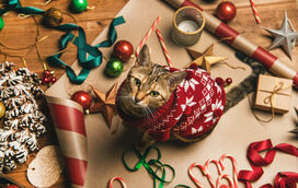 Não sabe o que fazer para que o seu patudo lide com o caos das festas? É mais simples do que imagina: a rotina é a melhor amiga dos animais