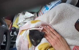 Um verdadeiro milagre de Natal! Gatinho bebé é resgatado de motor de carro em Braga