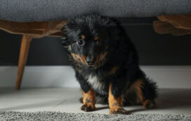 Passagem de Ano sem medos nem traumas. Saiba como preparar o seu pet para o barulho dos fogos de artifício