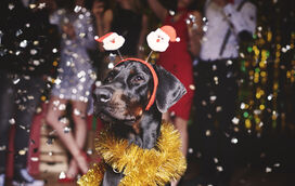 A bem do seu pet, veja estas 3 sugestões para festejar o Ano Novo sem barulhos e sem pânico para os animais