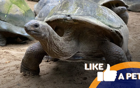 Embarque nesta viagem pelo mundo (pouco) calmo das tartarugas