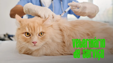 Gato recebe tratamento veterinário para leucemia felina