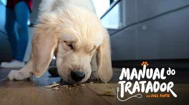 Dicas de Joel Ponte para evitar que o cão coma tudo na rua.
