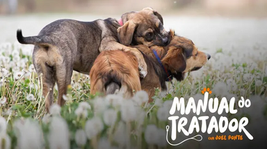 "Manual do Tratador" com Joel Ponte aborda desafios na reeducação de cães na adolescência