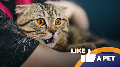 Animais de estimação reagem a sustos e momentos divertidos.
