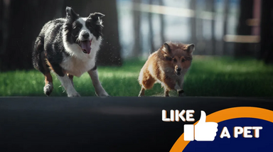 Cães divertidos em Like a Pets