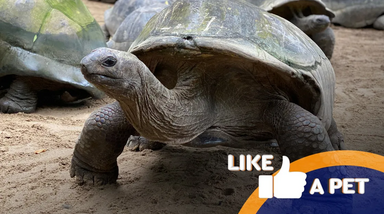 Tartarugas com carapaças rijas e olhos expressivos cativam no mundo animal