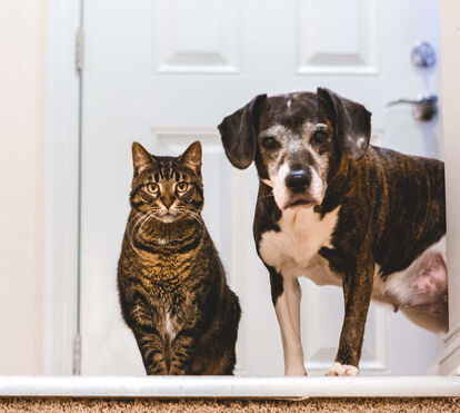 Devemos comunicar com os nossos pets como se eles fossem humanos? Perceba o que diz a ciência sobre isso