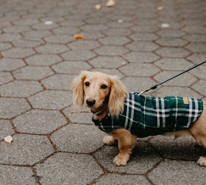 Seja para andar quentinho ou para ser o patudo com mais estilo no bairro, tudo o que precisa de saber sobre a roupa para cães e gatos no inverno