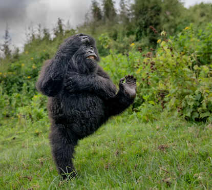 Há animais que são uma verdadeira comédia! Conheça os vencedores dos Comedy Wildlife Photography Awards