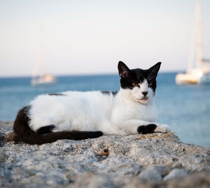 Adora gatos e está disposto a mudar de vida? Um santuário na Grécia procura um cuidador para 55 felinos e até tem o alojamento incluído