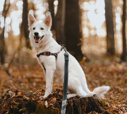 Quer passar uma manhã diferente com o seu patudo? A Cão-minhada está de volta a Oeiras e as vagas são limitadas