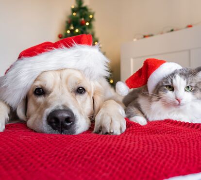 Um animal não é um presente de Natal. Adote por amor e não por impulso: conheça as consequências deste ato impensado