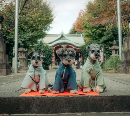 Que fofice! Festival tradicional japonês é reinventado para cães em quimono, que recebem bênção especial dos donos