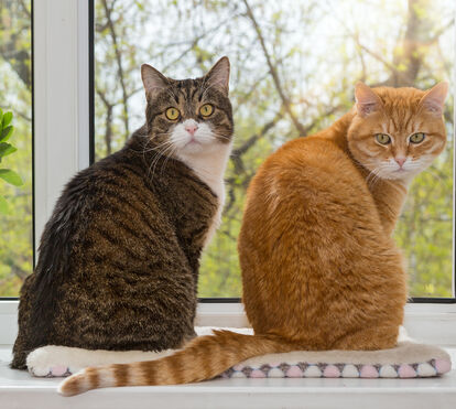 O 'mistério' acabou: ciência descobriu por que os gatos cor de laranja não são como os outros