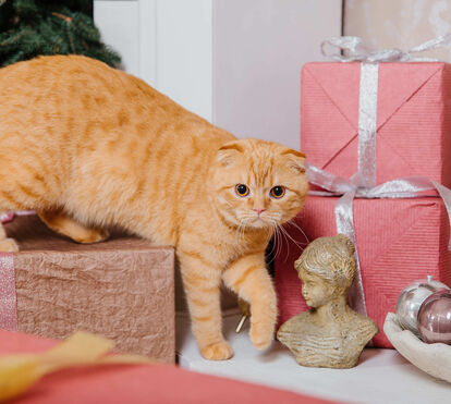 Brinquedos ou petiscos? Espreite aqui 6 ideias de presentes de Natal para mimar o seu patudo