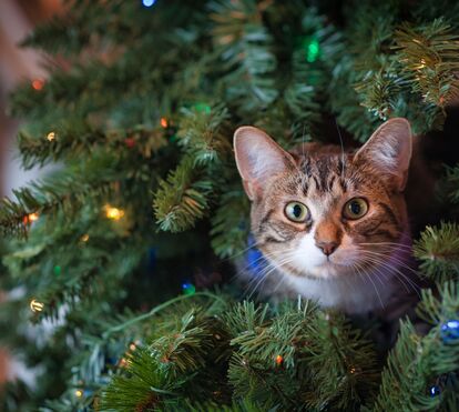 Com as festividades e as decorações de Natal por toda a casa, tenha atenção as estas 5 dicas para evitar acidentes com os patudos da família