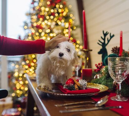Para uma Consoada feliz também com os patudos: conheça 3 comidas de Natal que são perigosas para cães e gatos mas também 3 mimos seguros