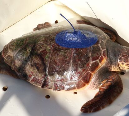 Tartaruga Salina reabilitada no Zoomarine percorre 9 mil km do Guadiana ao Mediterrâneo