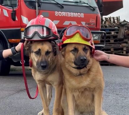 O calendário mais fofo do país!  Charlie e Óscar, os patudos do quartel de Areosa, são as estrelas do calendário