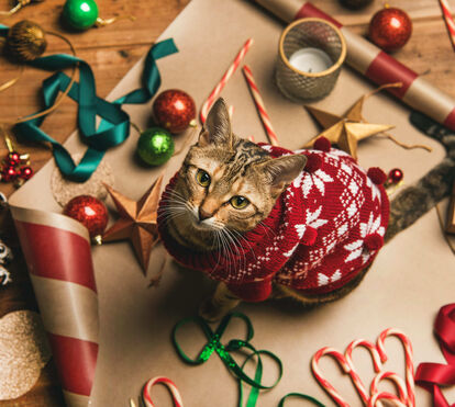 Não sabe o que fazer para que o seu patudo lide com o caos das festas? É mais simples do que imagina: a rotina é a melhor amiga dos animais