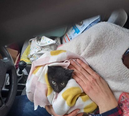 Um verdadeiro milagre de Natal! Gatinho bebé é resgatado de motor de carro em Braga