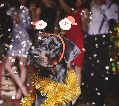 A bem do seu pet, veja estas 3 sugestões para festejar o Ano Novo sem barulhos e sem pânico para os animais